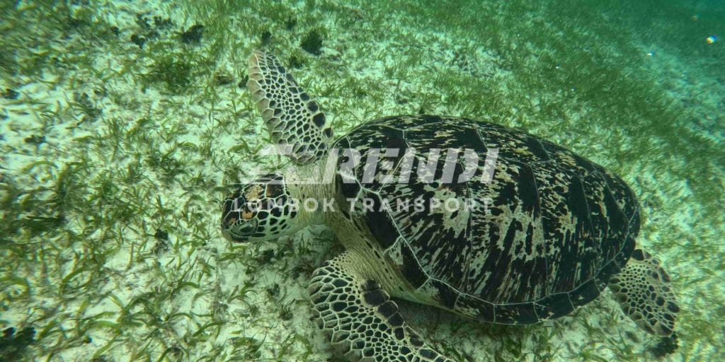 Keindahan bawah laut gili trawangan