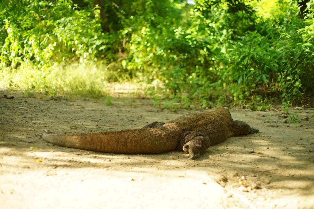 Liveaboard Lombok To Komodo Tour 4D3N