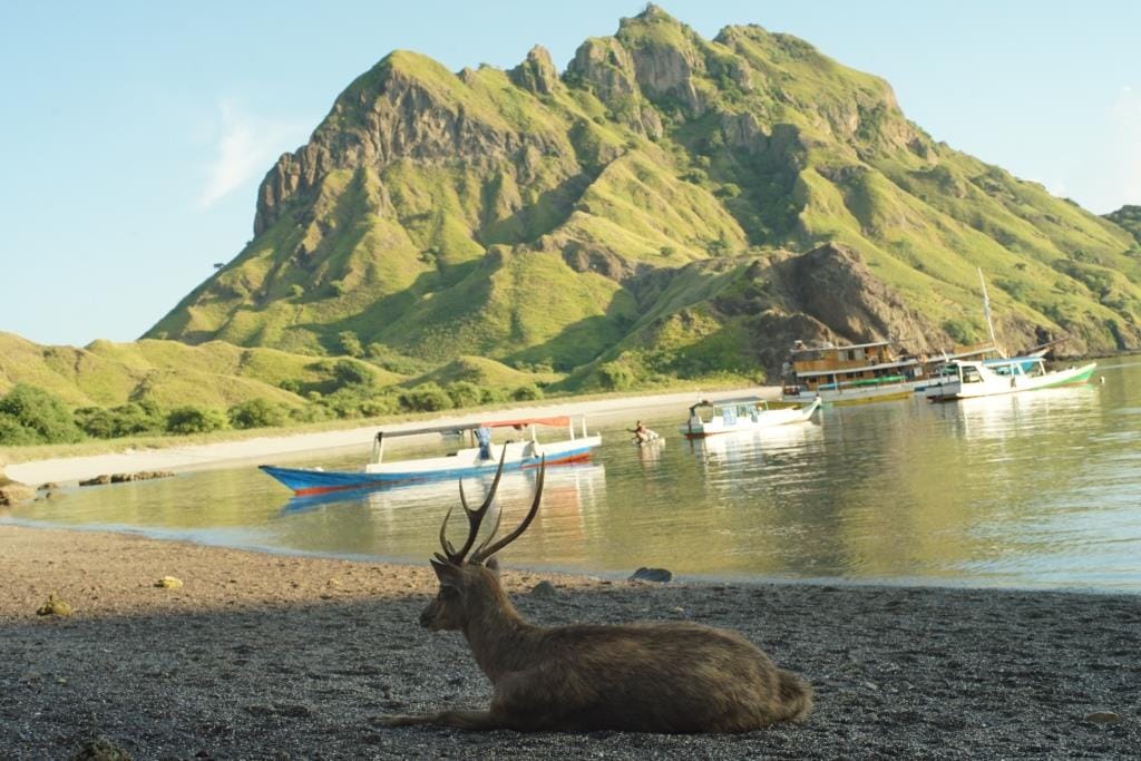 Liveabord Lombok to Komodo 4D3N